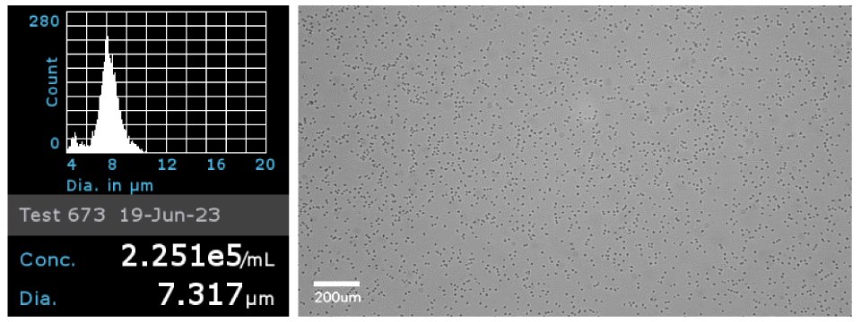 Cell concentration and diameter of Primary CD4+ cells and microscopy image of Primary CD4+ cells to confirm cell morphology