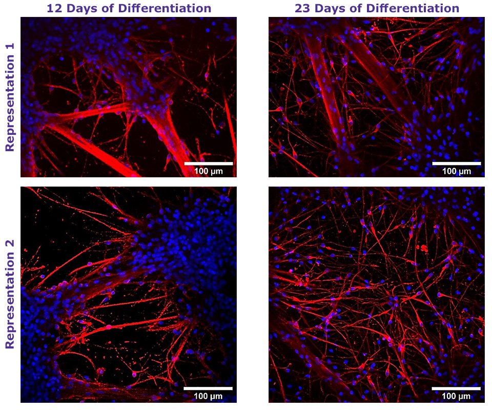 Microscopy images of human NSCs cultured in 3D using TrueGel3D HTS hydrogel plates