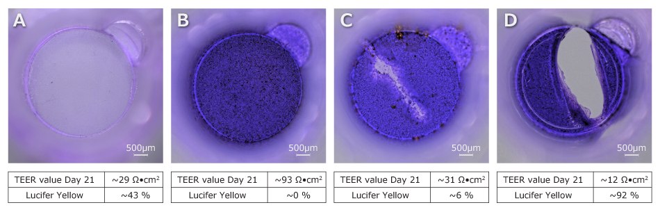 Four membranes in various stages of a scratch assay stained with crystal violet. The first from the left is membrane only, the second is an intact membrane, the third is a scratched cell monolayer, and the fourth is a scratched membrane.