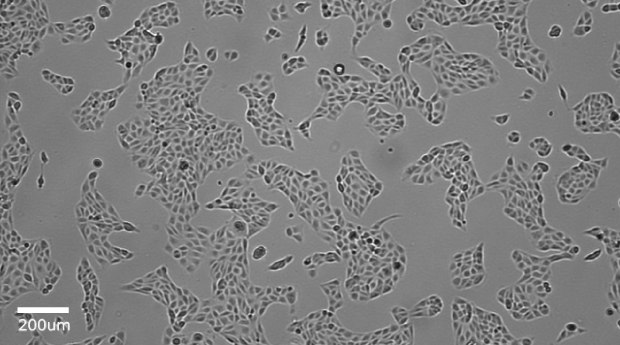 Groups of cells cover the entire field of the image