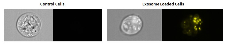 Cellular uptake of exosomes