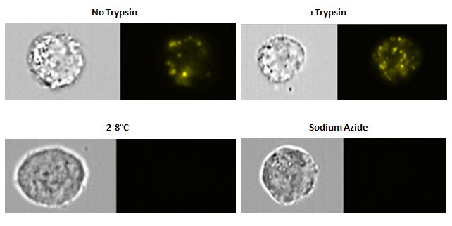 Exosome uptake specificity