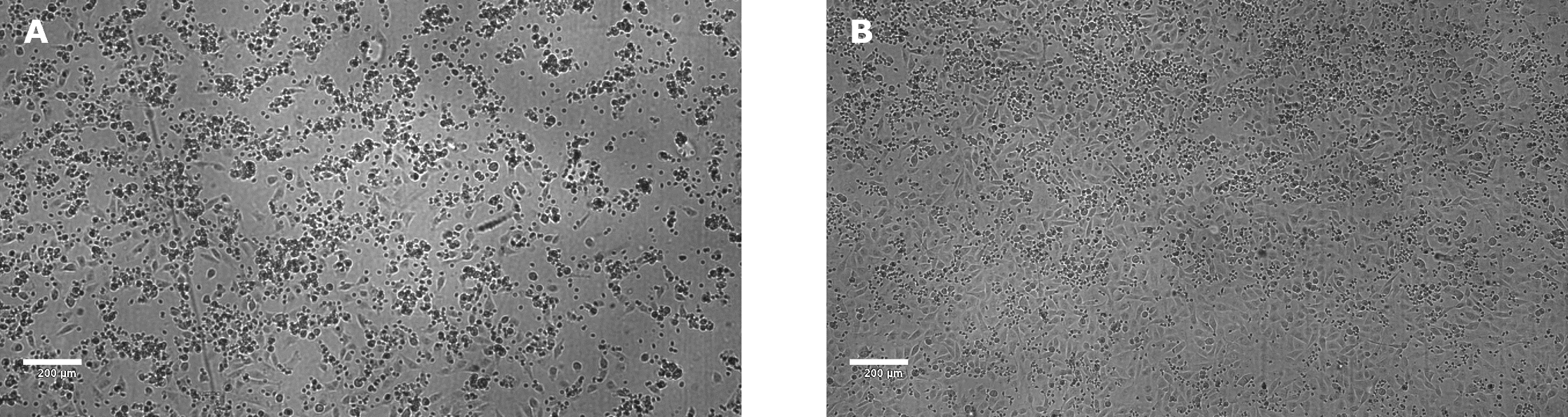 Target cell killing by NK effector cells in ADCC assay