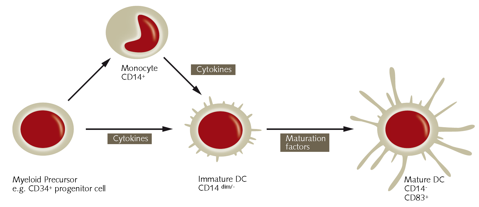 Dendritic cells