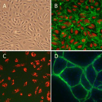 200-05n-cells