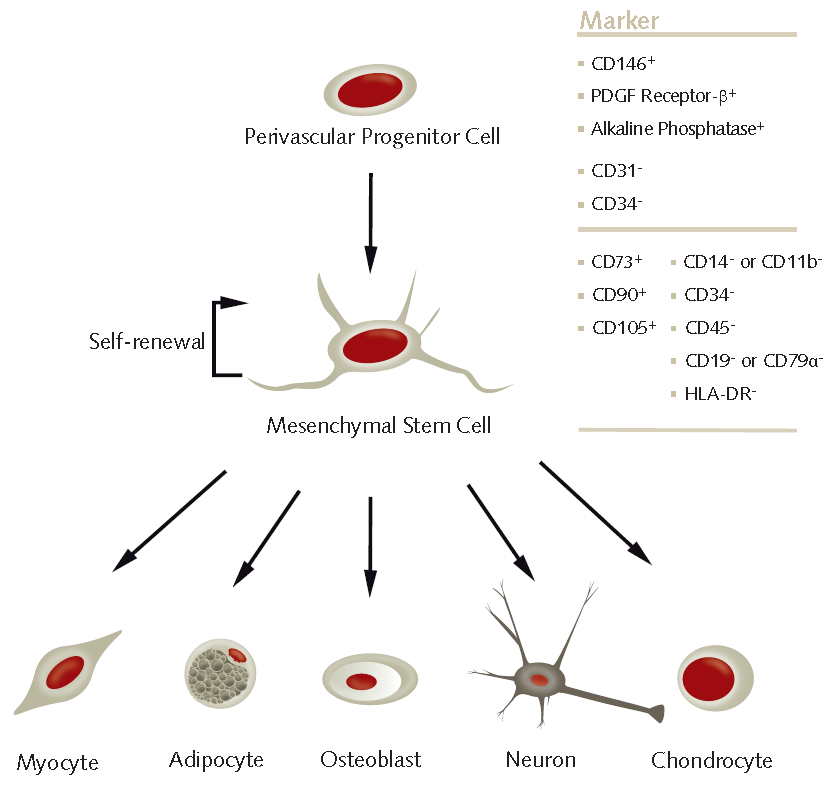 Diagram illustrating the differentiation of a perivascular progenitor cell into various cell types, including myocytes, adipocytes, osteoblasts, neurons, and chondrocytes, with a list of cellular markers such as CD146+, PDGFRβ+, and Alkaline Phosphatase+.