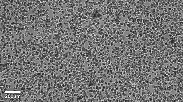 Primary hepatocytes imaged at 10x