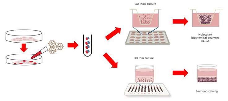 Protocol Used to Generate 3D NSC Models