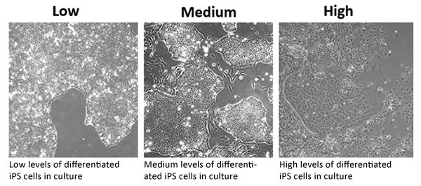 Differentiation Levels within iPSC Cultures