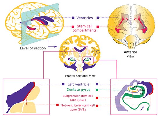 Regions of neurogenesis in the mammalian brain.