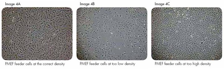 Plating PMEF Feeder Cells