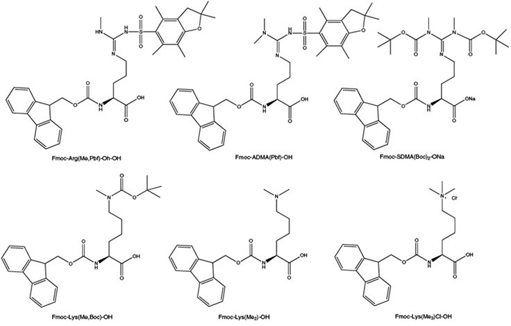 Post-translational methylation of arginine and lysine residues