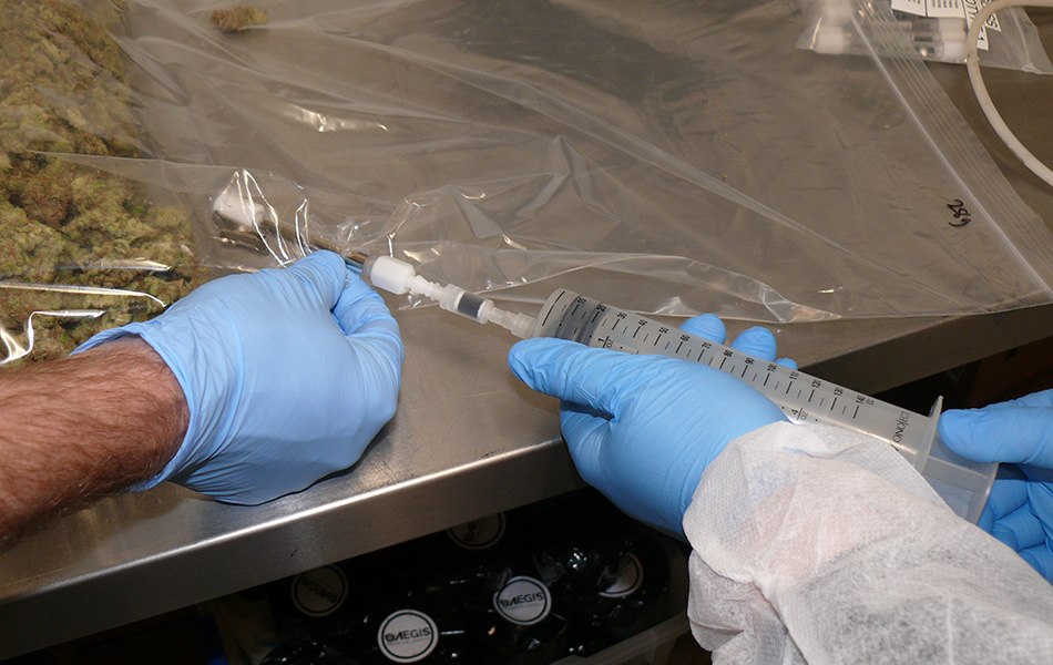 Two gloved hands operate a large syringe to pull a sample from a sealed bag of dried cannabis plant materials into a stainless Carbotrap® T420 TD tube, set on a stainless steel surface. The background shows dried cannabis buds and other equipment.