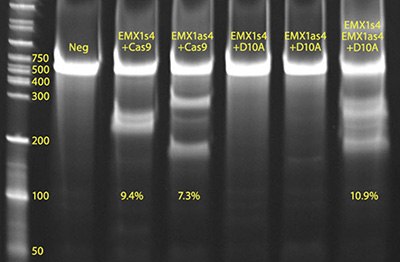 CRISPR01阳性对照（标为EMX1s4+Cas9的泳道）以及CRISPR02阳性对照（标为EMX1s4, EMX1as4+D10A的泳道）的凝胶 I 图像