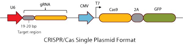 CRISPR/Cas单质粒形式