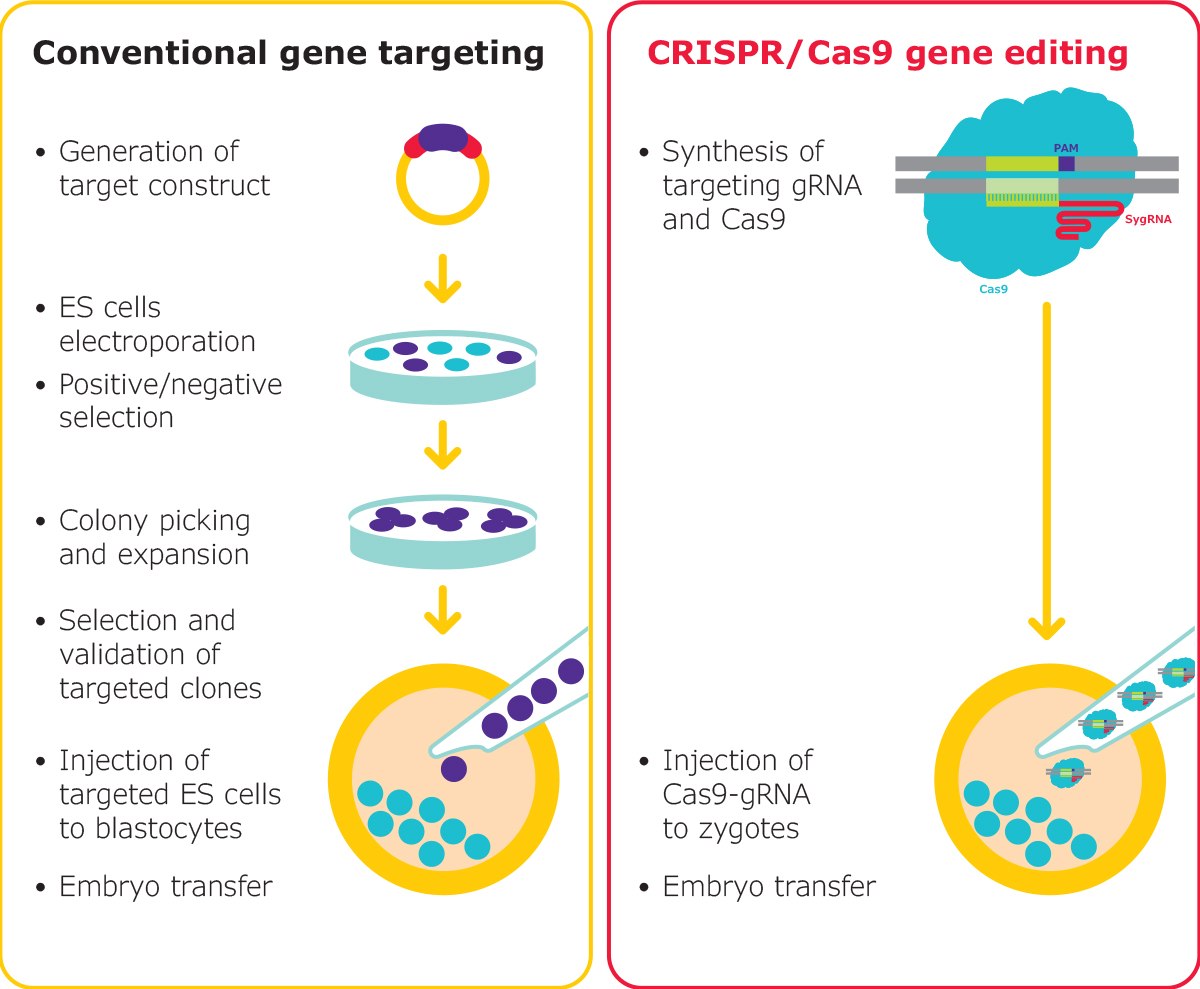 Gene editing in mouse embryos