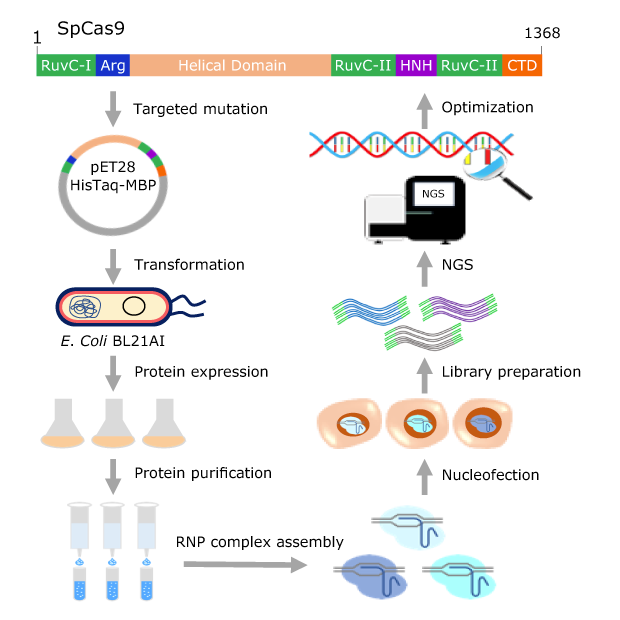 高保真Cas9蛋白改造工作流程。