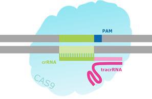 CRISPR / Cas靶向双链断裂的示意图。