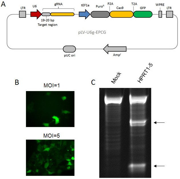 慢病毒CRISPR