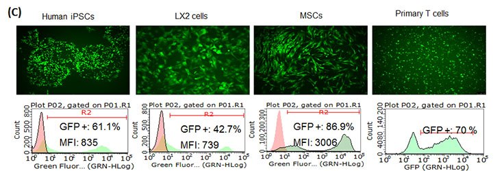 (A) E3L increased SimpliconTM RNA expression levels.  BJ human foreskin fibroblasts were co-transfected with SimpliconTM TagGFP2 and B18R RNA or B18R-E3L RNA. (B) E3L worked for continuous expression of SimpliconTM RNA. SimpliconTM TagRFP or TagRFP Simplicon (E3L) was co-transfected with B18R-E3L RNA and cultured with medium containing B18R protein and puromycin for 14 days.  RFP expressing cells were imaged on Day 12, and analyzed by FACS on Day 14. (C) SimpliconTM RNA can be transfected into a wide variety of cell types. Simplicon™ TagGFP2 RNA and B18R-RNA were co-transfected with Human iPSCs, LX2 human hepatic stellate cell line (MilliporeSigma SCC064), human mesenchymal stem cells (MSCs, MilliporeSigma SCC034) by MessengerMAX™ transfection reagent. For human primary T cells (PBMCs stimulated with CD3/CD28), electroporation method was used.