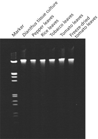 从各植物物种获取的基因组DNA