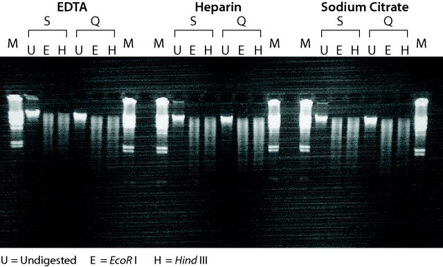 Genomic DNA purified by GenElute™ Blood Genomic DNA kits is suitable for restriction enzyme digestions.