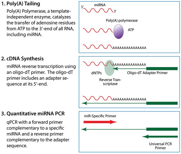 microRNA Figures