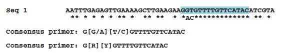 Sequence showing alignment consensus