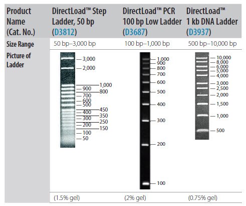 Resolution of DNA Size Standards Through Agarose Gel