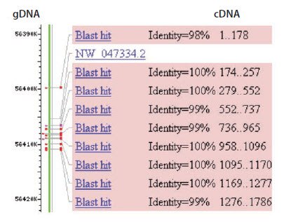 用BLAST将cDNA序列和基因组DNA序列进行比对