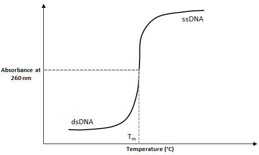 Figure1 shows most common experimental method for determining Tm is to measure the absorbance change of the oligonucleotide with its complement as a function of temperature 