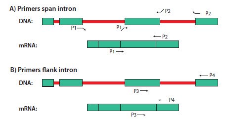 （A）跨越内含子和（B）侧翼连接内含子的RT-PCR引物示意图。