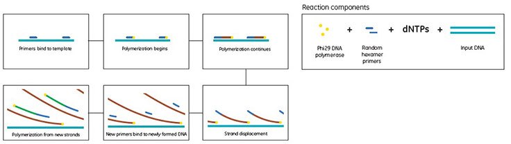 Schematic showing the GenomiPhi™ method of genomic DNA amplification for WGA