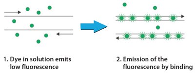 技术槪述：SYBR Green qPCR