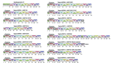 Membrane Scaffold Protein Constructs