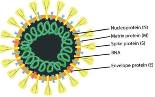 Cartoon representation of the SARS-CoV-2 structure