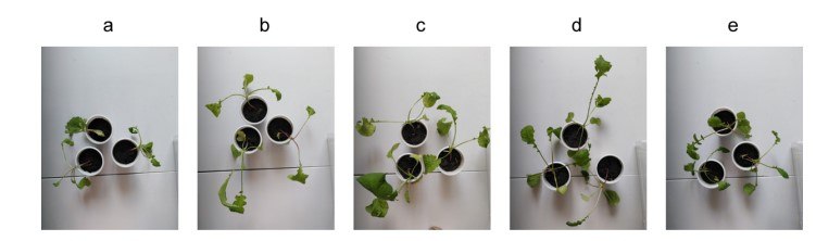 Radish seedling growth in response to SeNPs fertilization.