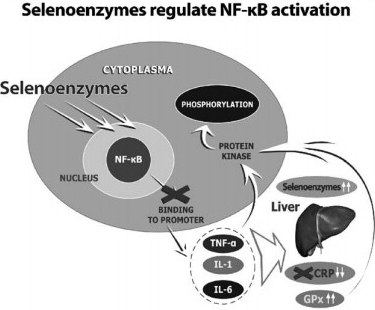 Representation of the mechanisms of selenium supplementation on inflammation. Selenium supplementation can inhibit NF-KB binding to promoter genes, reduce cytokine release, and suppress CRP synthesis. Plasma selenium levels affect the activity of selenoenzymes, which inhibit the activation of protein kinases and the phosphorylation of IκBα.