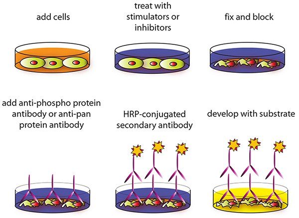 Cell-based Assay Procedure