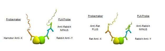 Use of Primary Antibodies from any Species