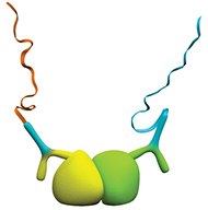 Detection of protein interactions using primary antibodies from the same species