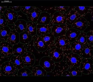  Image analysis using imaging software