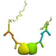 Detection of protein interactions using one or both primary antibodies derived from species other than mouse, rabbit, or goat