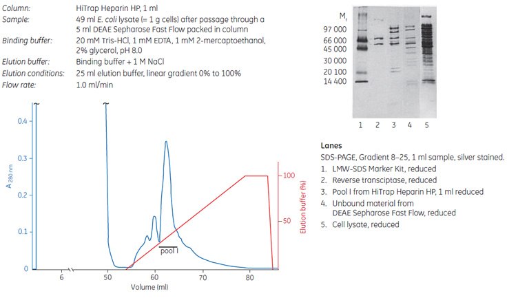 Partial puriﬁcation of recombinant HIV-reverse transcriptase on Hi Trap Heparin HP