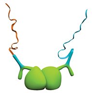 Detection of homodimers