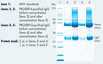 使用 Amicon Ultra-15 装置浓缩前后的纯化兔 IgG 的 SD-PAGE 凝胶结果。