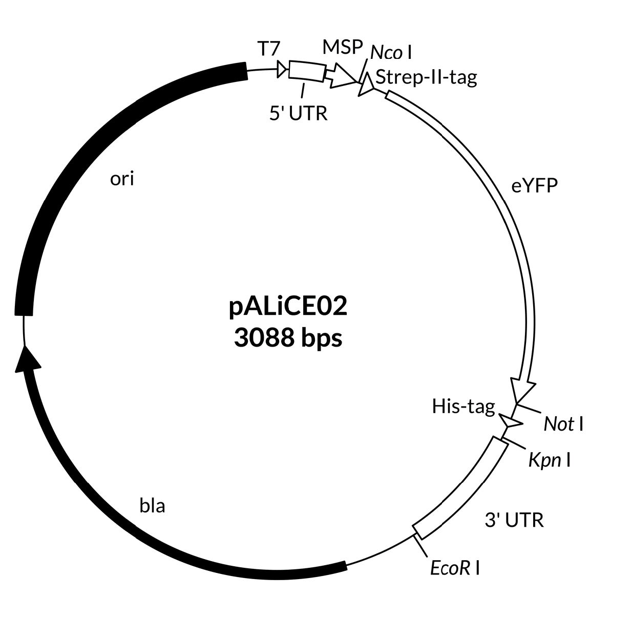 pALiCE02-序列