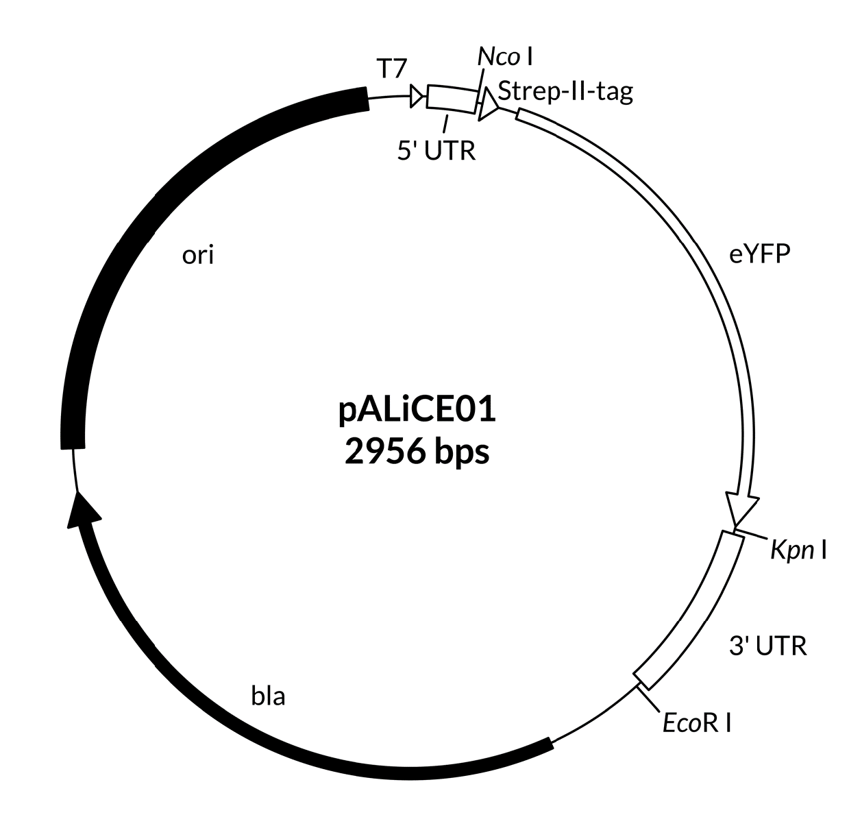 pALiCE01 - 序列