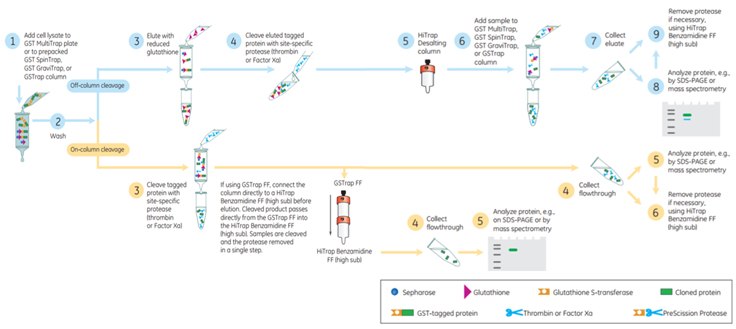 Flow chart of the afﬁnity puriﬁcation