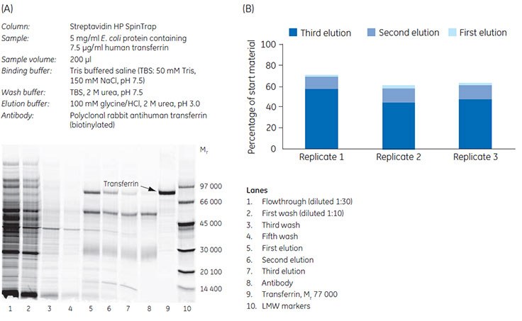 Enrichment of transferrin from E. coli cell lysate.